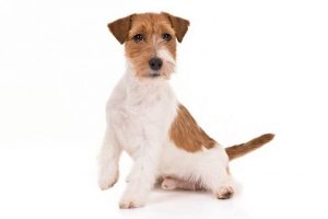 Maltese Jack Russell Terrier